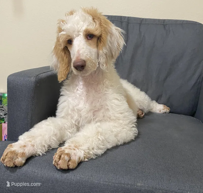 PIERRE  – Poodle - Standard  puppy for sale in Charlo, MT