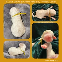 PIERRE - ELLA's Boy - Yellow, a male Poodle - Standard  for sale in Charlo, MT – Photo 4 of 5