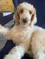 PIERRE , a male Poodle - Standard  for sale in Charlo, MT – Photo 3 of 8