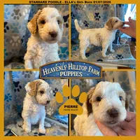 PIERRE - ELLA's Boy - Yellow, a male Poodle - Standard  for sale in Charlo, MT – Photo 1 of 4