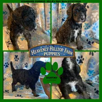 GUSTAV , a male Poodle - Standard  for sale in Charlo, MT – Photo 2 of 7