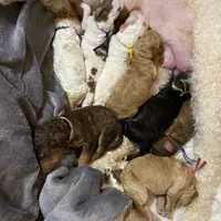 GUSTAV , a male Poodle - Standard  for sale in Charlo, MT – Photo 5 of 7