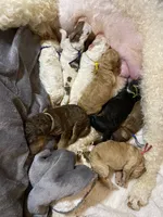 GUSTAV - ELLA's Boy - Green, a male Poodle - Standard  for sale in Charlo, MT – Photo 4 of 6