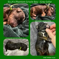 GUSTAV - ELLA's Boy - Green, a male Poodle - Standard  for sale in Charlo, MT – Photo 3 of 6