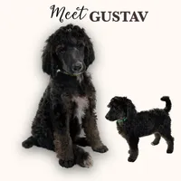 GUSTAV , a male Poodle - Standard  for sale in Charlo, MT – Photo 1 of 7