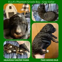 GUSTAV - ELLA's Boy - Green, a male Poodle - Standard  for sale in Charlo, MT – Photo 2 of 6