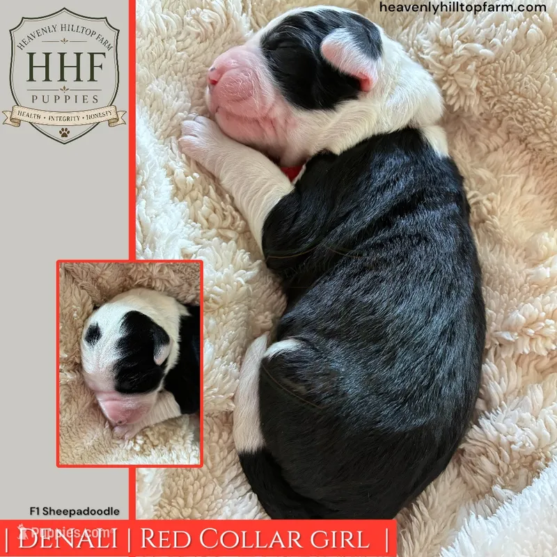 DENALI - F1 Sheepadoodle – Old English Sheepdog, Poodle - Standard  puppy for sale in Charlo, MT