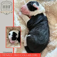DENALI - F1 Sheepadoodle, a female Old English Sheepdog and Poodle - Standard  for sale in Charlo, MT – 1 of 1