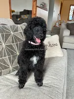 MAGNOLIA - Medium Black Poodle, a female Poodle - Standard  for sale in Charlo, MT – 4 of 4