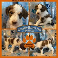 VINCENT -ELLA's boy- Orange, a male Poodle - Standard  for sale in Charlo, MT – Photo 1 of 5