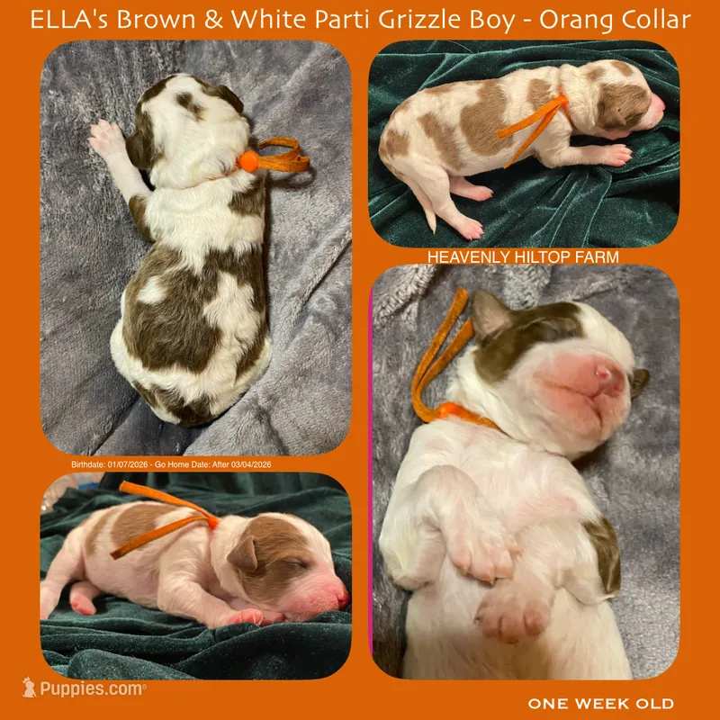 ELLA's Br/Wh Parti SABLE