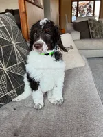 Harlem - Brown Tri, a male Poodle - Standard  for sale in Charlo, MT – 3 of 7