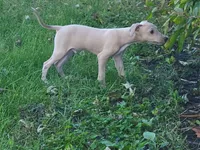 Male #2 Misty & Earl, a male Italian Greyhound for sale in Oketo, KS – 3 of 9