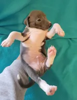 Male 1 Dolly, a male Italian Greyhound for sale in Oketo, KS – Photo 5 of 5