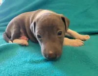 Male 1 Dolly, a male Italian Greyhound for sale in Oketo, KS – Photo 2 of 5