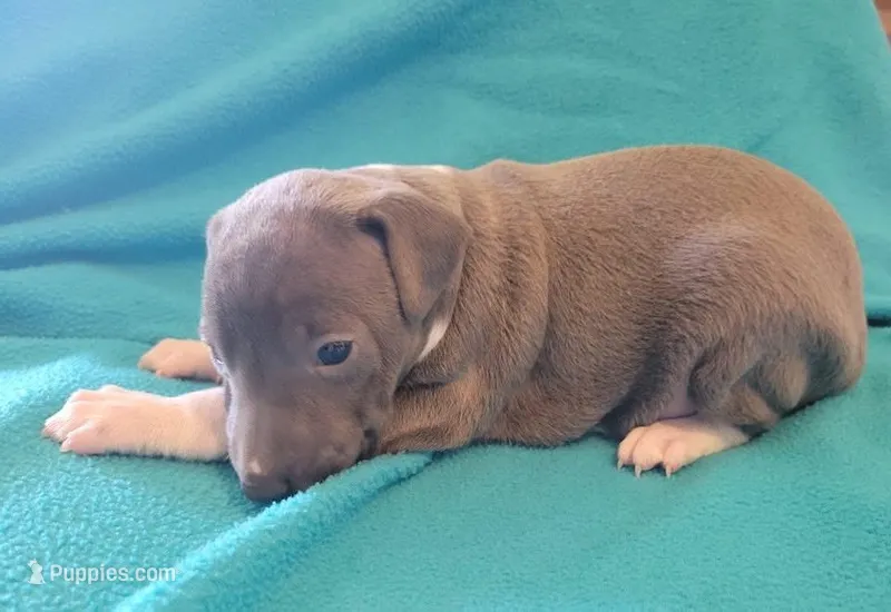 Male 1 Dolly, a male Italian Greyhound for sale in Oketo, KS – Photo 1 of 5