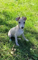 Male #1 Misty & Earl, a male Italian Greyhound for sale in Oketo, KS – 5 of 10