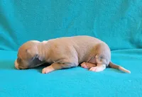 Male 1 Remi , a male Italian Greyhound for sale in Oketo, KS – 4 of 6