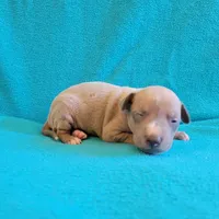 Male 3 Remi, a male Italian Greyhound for sale in Oketo, KS – 6 of 6