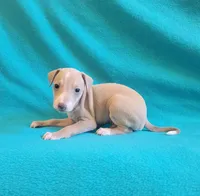 Male #1 Misty & Earl, a male Italian Greyhound for sale in Oketo, KS – 1 of 3