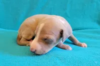 Male 2 Remi, a male Italian Greyhound for sale in Oketo, KS – 4 of 6