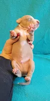 Male 2 Remi, a male Italian Greyhound for sale in Oketo, KS – 2 of 6