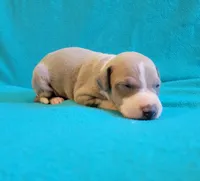 Male 1 Remi , a male Italian Greyhound for sale in Oketo, KS – 2 of 6