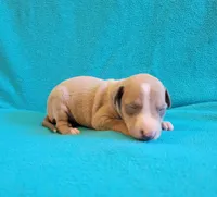 Male 2 Remi, a male Italian Greyhound for sale in Oketo, KS – 6 of 6