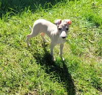 Male #1 Misty & Earl, a male Italian Greyhound for sale in Oketo, KS – 7 of 10