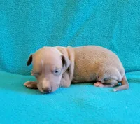 Male 3 Remi, a male Italian Greyhound for sale in Oketo, KS – 4 of 6