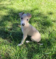 Male #1 Misty & Earl, a male Italian Greyhound for sale in Oketo, KS – 1 of 10