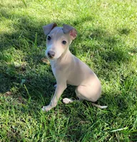 Male #1 Misty & Earl, a male Italian Greyhound for sale in Oketo, KS – 6 of 10