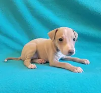 Male #1 Misty & Earl, a male Italian Greyhound for sale in Oketo, KS – 2 of 3