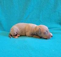Male 3 Remi, a male Italian Greyhound for sale in Oketo, KS – 3 of 6