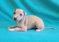 Male #2 Misty & Earl, a male Italian Greyhound for sale in Oketo, KS – 3 of 4