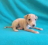 Male #1 Misty & Earl, a male Italian Greyhound for sale in Oketo, KS – 3 of 3