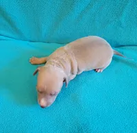 Male 3 Remi, a male Italian Greyhound for sale in Oketo, KS – 5 of 6