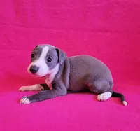 processed/aeb4f8fc-b2f6-4f52-8960-0503fd1b0514/listing/74836275-67ae-4089-952e-3104d772f022/8d3c2cf3-e2ec-4f5c-a74b-95b0f9335782