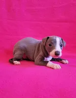 processed/aeb4f8fc-b2f6-4f52-8960-0503fd1b0514/listing/74836275-67ae-4089-952e-3104d772f022/d9351a35-c781-4f19-bcd6-da2f689d4f07