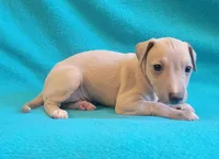 Male #2 Misty & Earl, a male Italian Greyhound for sale in Oketo, KS – 4 of 4