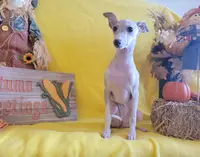 Female 3 Freya, a female Italian Greyhound for sale in Oketo, KS – Photo 1 of 4