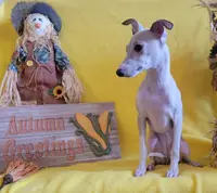 Female 3 Freya, a female Italian Greyhound for sale in Oketo, KS – Photo 3 of 4