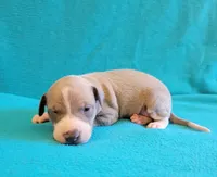 Male 1 Remi , a male Italian Greyhound for sale in Oketo, KS – 1 of 6