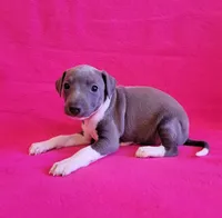 processed/aeb4f8fc-b2f6-4f52-8960-0503fd1b0514/listing/914ea200-23a4-4662-9c09-ec272ee4e743/1e1b1ef3-be99-4025-adfa-47d34ee4e0a5