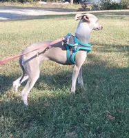 Sadie, a female Italian Greyhound for sale in Oketo, KS – 3 of 5
