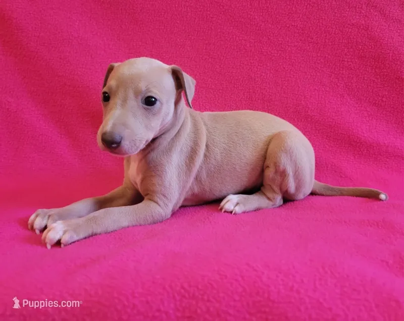 Female #1 Misty & Earl – Italian Greyhound puppy for sale in Oketo, KS