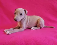 Female #1 Misty & Earl, a female Italian Greyhound for sale in Oketo, KS – 1 of 2