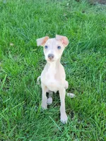 Male #1 Misty & Earl, a male Italian Greyhound for sale in Oketo, KS – 3 of 10