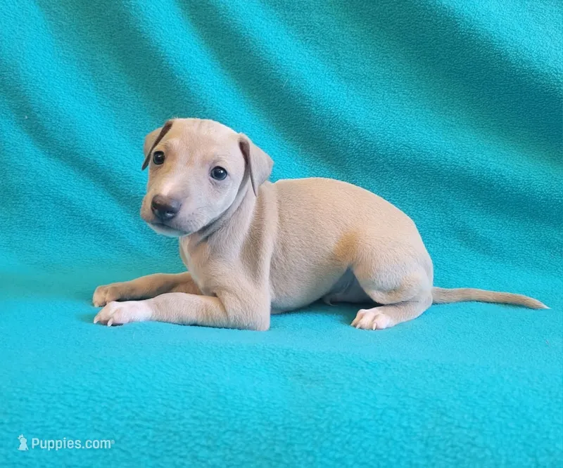 Male #2 Misty & Earl – Italian Greyhound puppy for sale in Oketo, KS