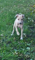 Male #2 Misty & Earl, a male Italian Greyhound for sale in Oketo, KS – 5 of 9